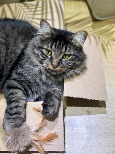 Katze Fr. Eicher.jpg